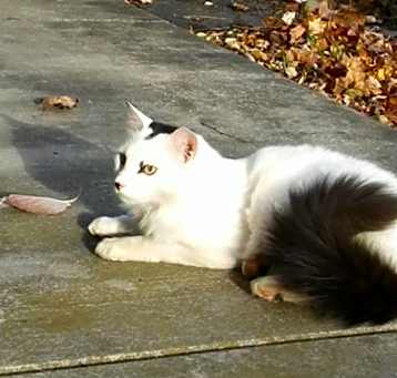 Photo of Angus