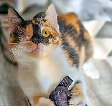 Photo of Savvy