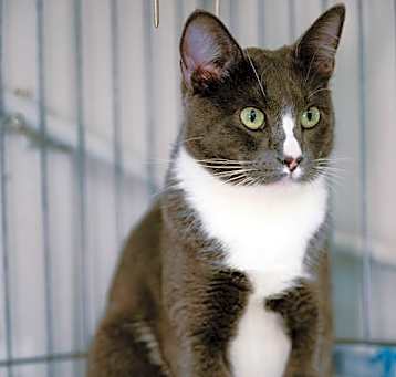 Photo of Little Boots (bonded w/ Lindy)