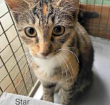 Photo of Star