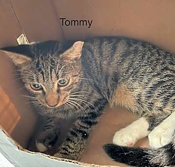 Photo of Tommy