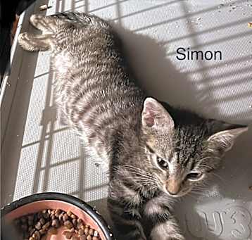 Photo of Simon
