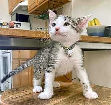 Photo of Sparky