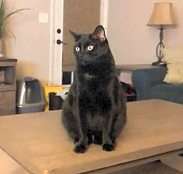 Photo of zz 'Boo' courtesy listing