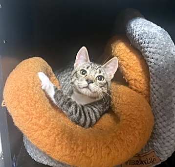 Photo of Striper