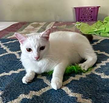 Photo of Chanel