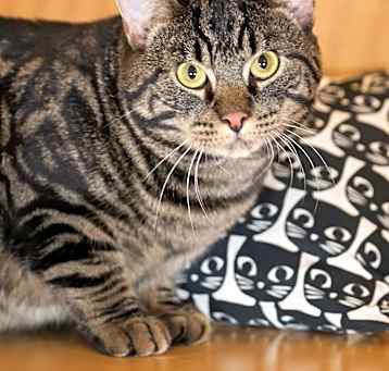 Photo of Oscar
