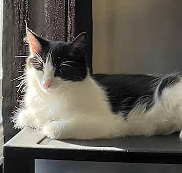 Photo of Sunbeam