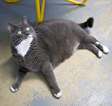 Photo of Niko