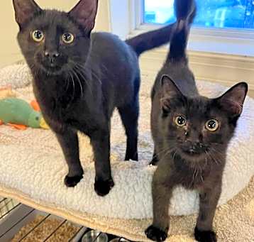 Photo of Mowgli & Basheera