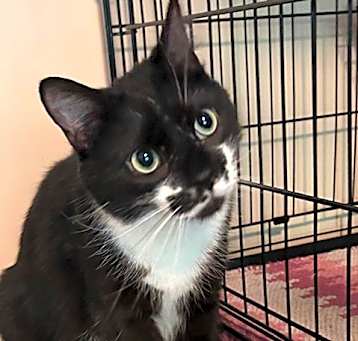 Photo of FRISKY FERGUS
