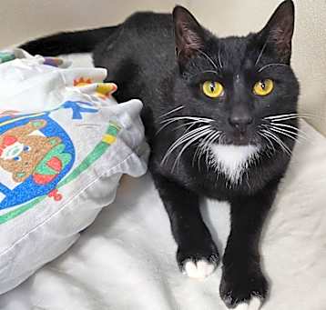 Photo of Whiskers