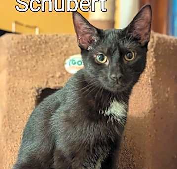 Photo of Schubert