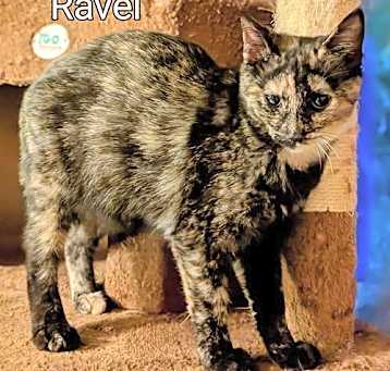 Photo of Ravel