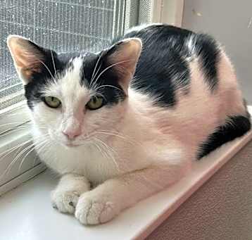 Photo of Humbug