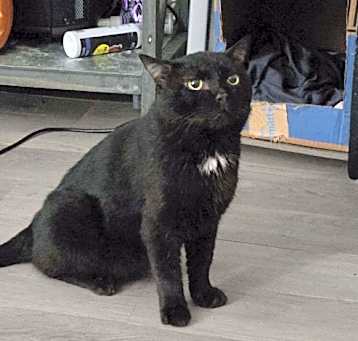 Photo of Midnight   (nd)