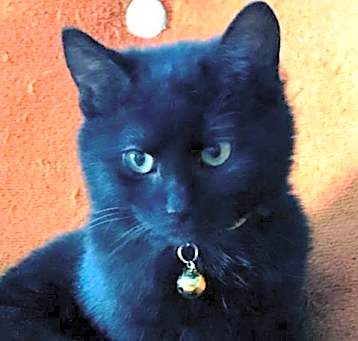 Photo of Poppy