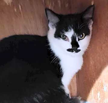Photo of Ace