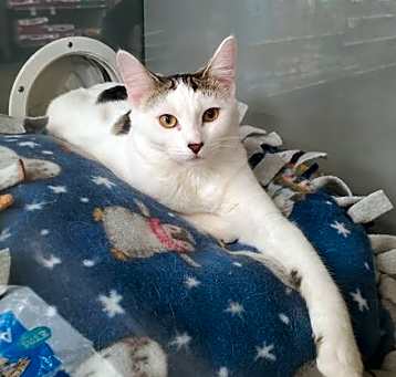 Photo of Butterscotch