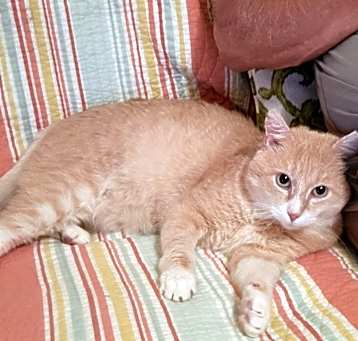 Photo of Tommy
