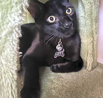 Photo of Guppy