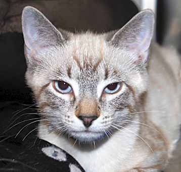 Photo of Wolfie