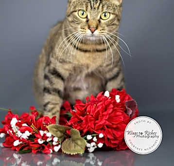 Photo of Prissy