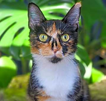 Photo of Olive