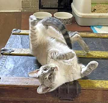 Photo of Slinky