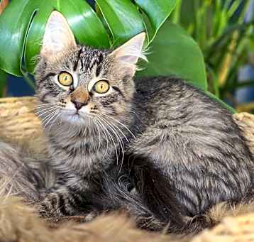 Photo of Caper