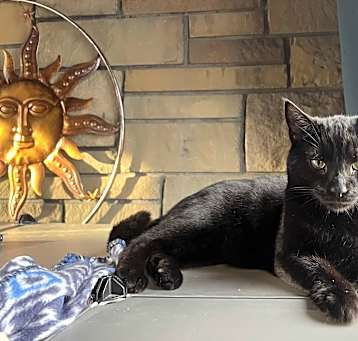 Photo of Binx