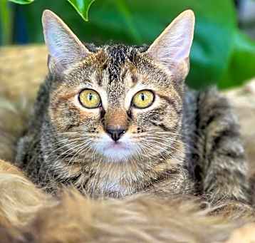 Photo of Beldi