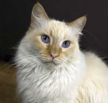 Photo of PEACHES