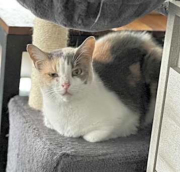 Photo of Torvi