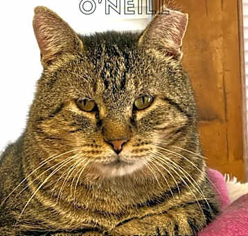 Photo of O'Neill