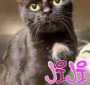 Photo of Jiji