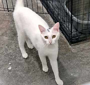 Photo of Lyric
