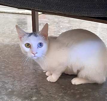 Photo of Luna