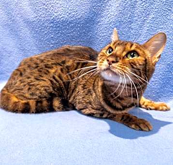 Photo of Honey