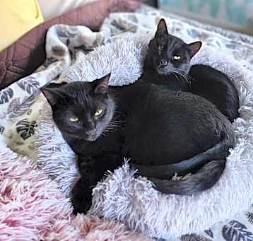 Photo of Emi & Kalea [Foster Needed]