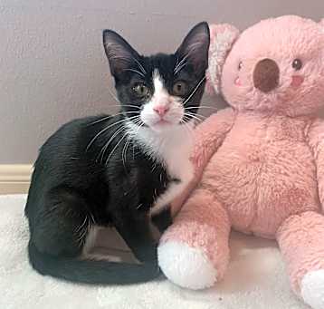Photo of Jazzy Juliet - Sweet Tuxedo