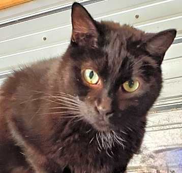 Photo of Shadow