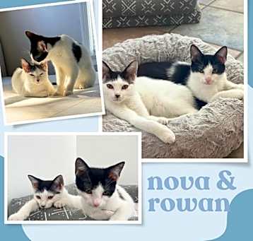 Photo of Nova and Rowan- dog friendly!