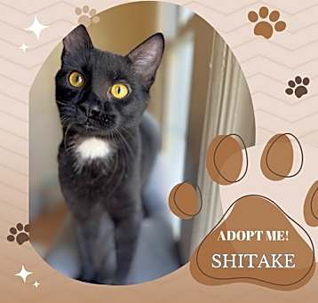 Photo of Shitake