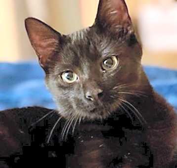 Photo of KITTEN TONY
