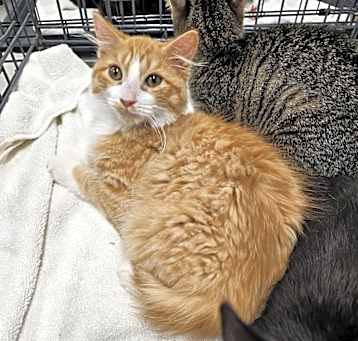 Photo of Garfield