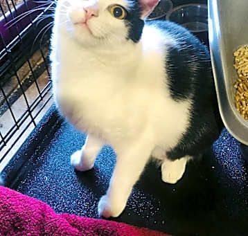 Photo of Squeak