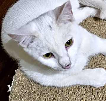 Photo of Aspen