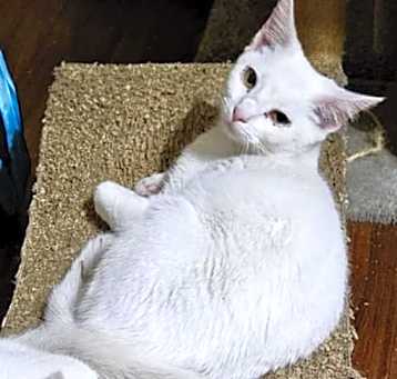 Photo of Snow White