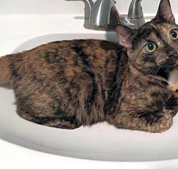 Photo of Henrietta